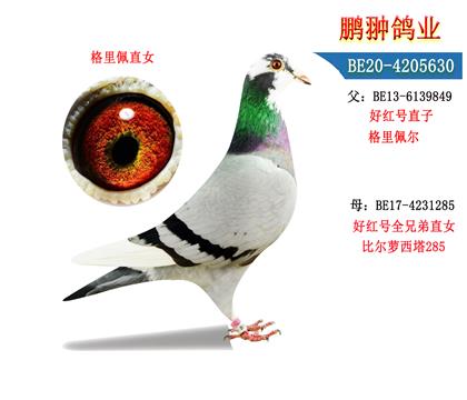 ĸչʾ