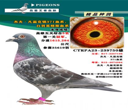 臺(tái)灣大豪專業(yè)競(jìng)翔”杰夫·凡溫克銀371血系“