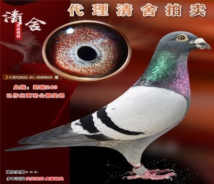 240-彩(jing)֮