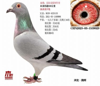 QP(gun)37