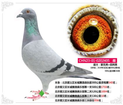 x^(q)Lِ㘷P53010  	