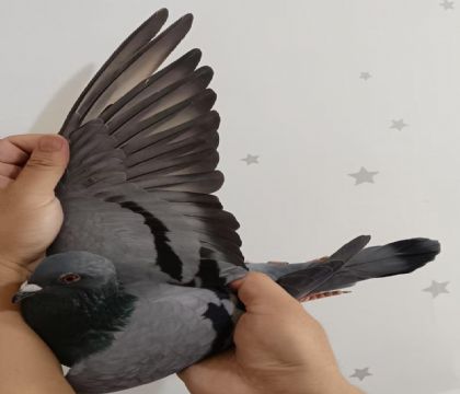 22