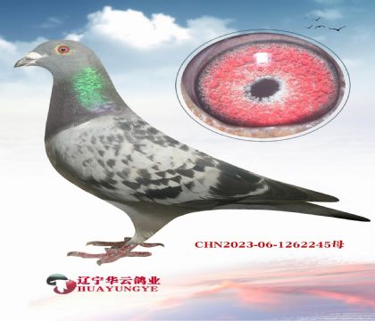 c(din)N ش(yng)ϼt^ֱϵ