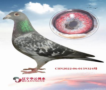 20f(wn)WֱX(ju)20f(wn)WֱŮ _(d)۴ơػѪ