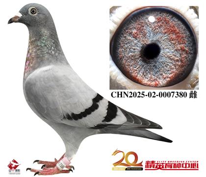 奶酪世界铭鸽“240”近亲孙代