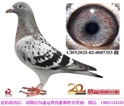 福雷迪.范西2025全国鸽王冠军家族