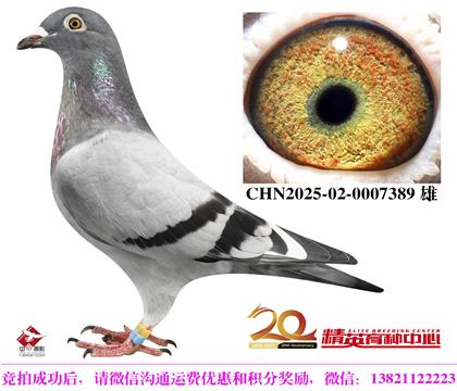奶酪世界铭鸽“098”近亲直孙