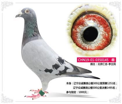 北京仁合-李立民--遼寧眾誠賽鴿公棚500公里決賽1495名