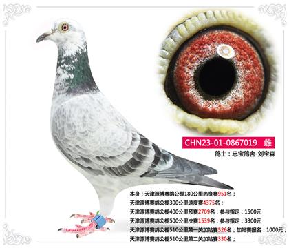 天津源博賽鴿公棚510公里第二關加站賽330名 雌