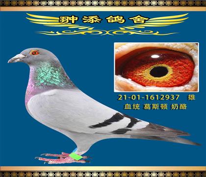 最高備份奶酪937