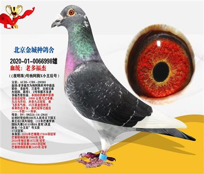 北京金城種鴿舍“老多福杰”