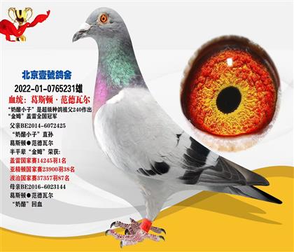 北京壹號鴿舍張斌“葛斯頓·范德瓦爾”作育