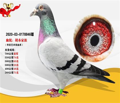 胡本家族 本身榮獲700公里亞軍