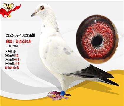 魯?shù)揽死靶“?2血系” 本身四關(guān)鴿王6名