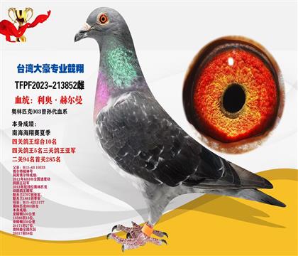 臺灣大豪專業(yè)競翔“003血系”本身鴿王亞軍