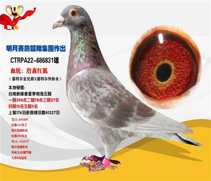 臺灣明月賽鴿競翔集團作出 本身南海五關(guān)5名