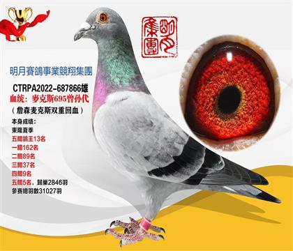 臺灣明月賽鴿事業(yè)集團“麥克斯” 本身五關(guān)5名
