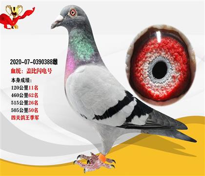 血統(tǒng):“蓋比閃電號” 本身四關(guān)鴿王季軍