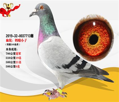 血統(tǒng):”奶酪小子“ 700公里冠軍