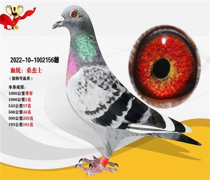 血統(tǒng):”桑杰士“狼狗號血系 本身1000公里季軍