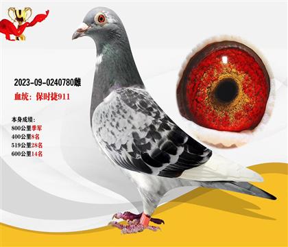血統(tǒng):保時捷911 本身榮獲800公里季軍