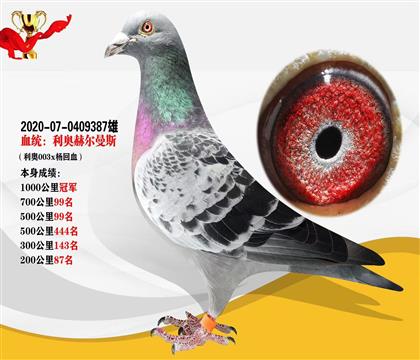 血統(tǒng):利奧-赫爾曼斯 本身榮獲1000公里冠軍