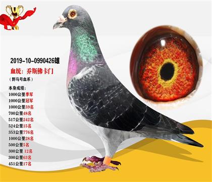 血統(tǒng):喬斯佛卡門“野馬號血系” 本身1000公里冠軍