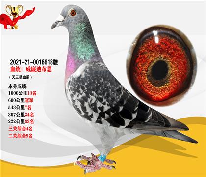 血統(tǒng):威廉迪步恩 本身600公里冠軍 1000公里13名
