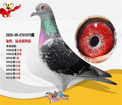 血統(tǒng)“猛虎赫博瑞”本身1000公里亞軍