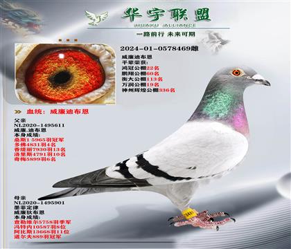 ϲ īƶֱXīƶֱŮ (qing)Ѫ