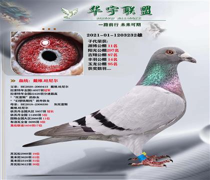 ᠖  ֱXС˹ֱŮ (qing)Ѫ
