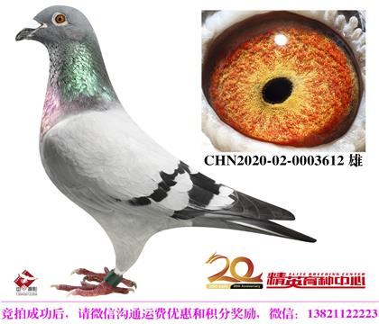 Ҽ피(j)Ѫy(tng)N