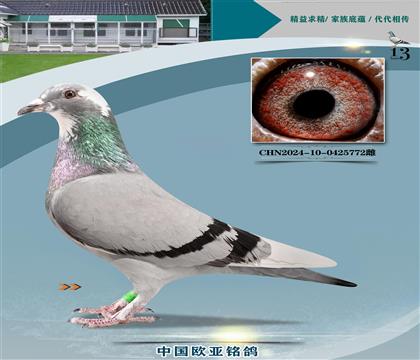 XRXɣʿǹ̖(ho)116X926ֱ