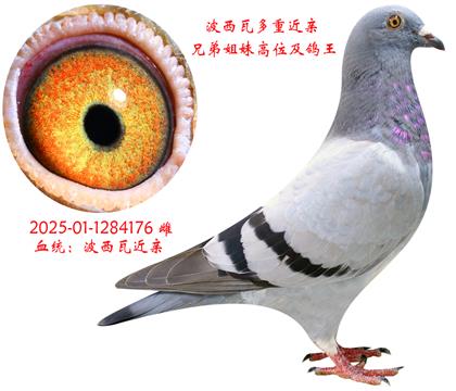 176