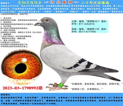 Ӣ˹178XӢ˹231HN