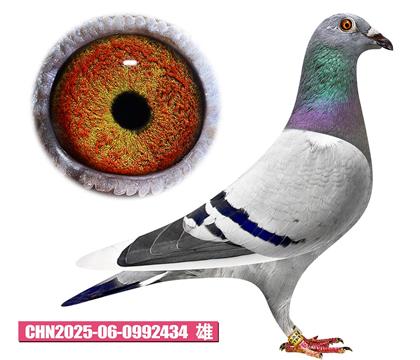 英格斯-喬斯號434