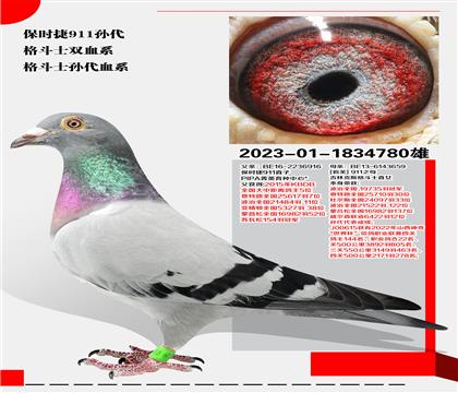 r911Og(sh)pѪϵ
