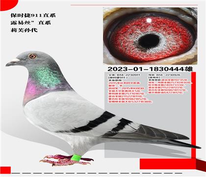 r911ֱϵ¶׽zֱϵ