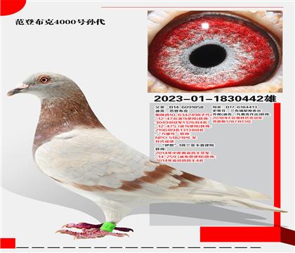 ǲ4000̖O