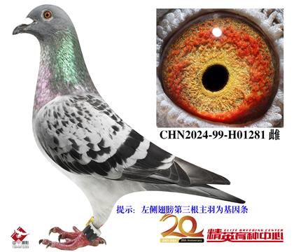 最佳基特爾近親回血/開創(chuàng)歸巢鴿