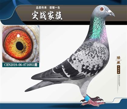 霍夫肯“金雌951”