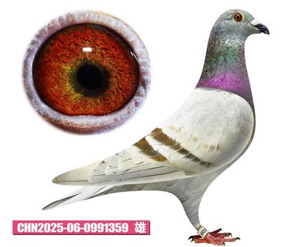ǲ-ú359
