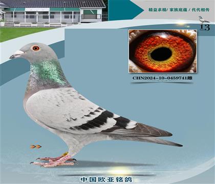 ֱO851X818ĸ