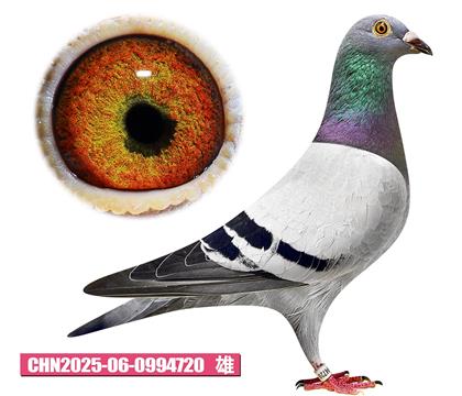 ˹D-С720