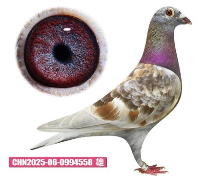 ǲ-üt̖558