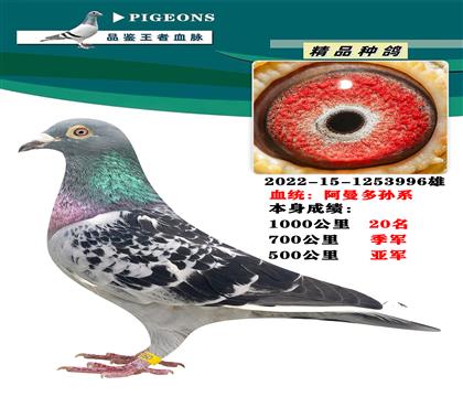 阿曼多孫系 本身1000公里20名 500公里亞軍
