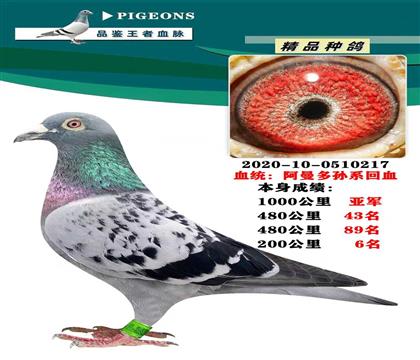 阿曼多孫系回血 本身榮獲1000公里亞軍