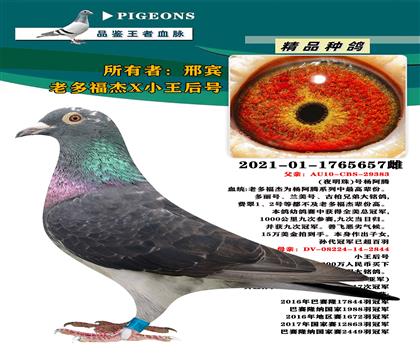 北京金城種鴿鴿舍”老多福杰X小王后號(hào)“