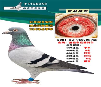 范登布克 基特爾 本身580公里季軍
