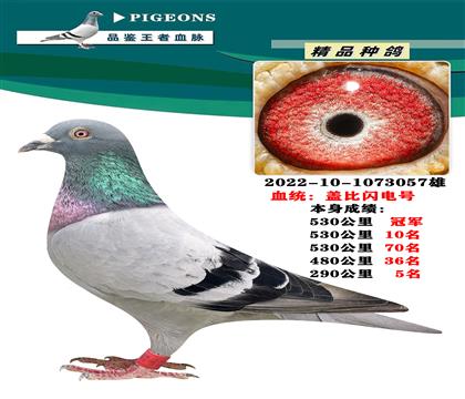 蓋比閃電號(hào) 本身榮獲530公里冠軍
